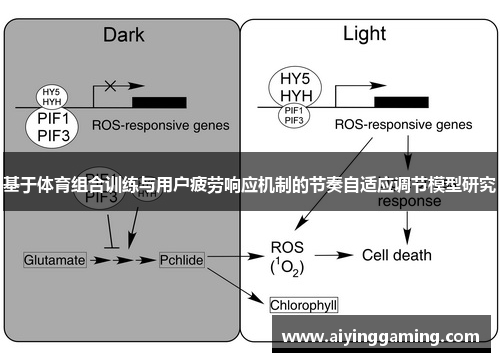 基于体育组合训练与用户疲劳响应机制的节奏自适应调节模型研究